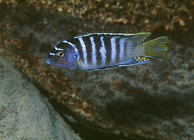 Maylandia sp. 'zebra yellow tail' Magunga